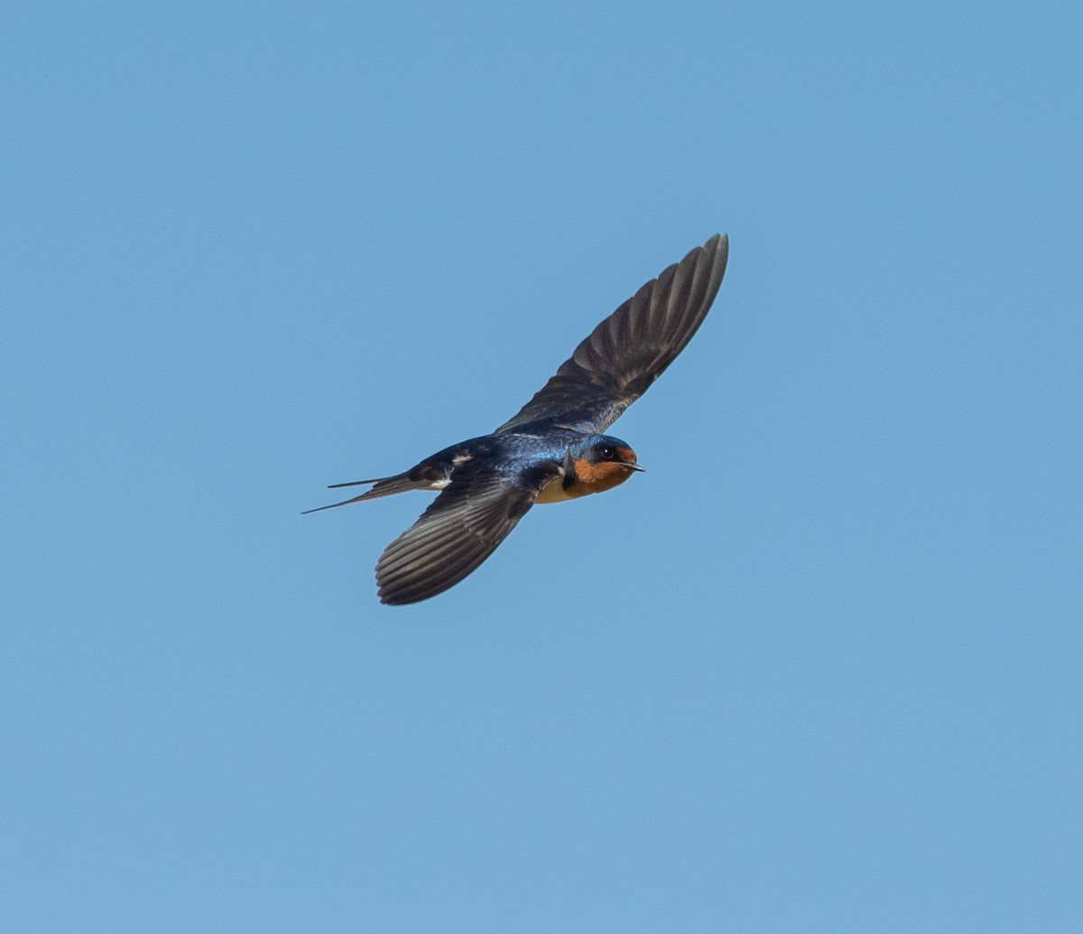 Barn Swallow - Russell Moses
