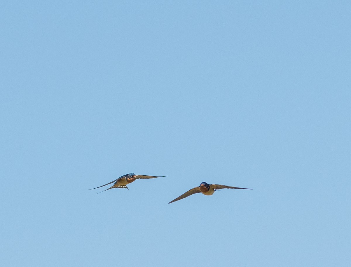 Barn Swallow - ML458632061