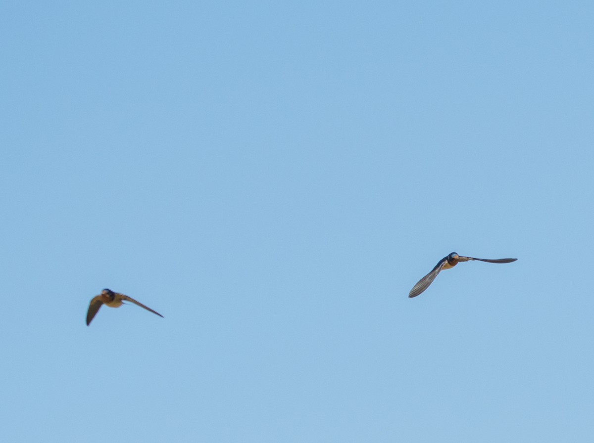 Barn Swallow - ML458632101