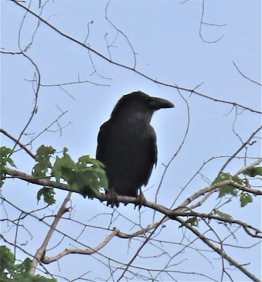 Common Raven - ML458632201