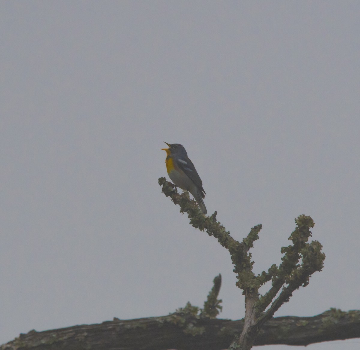 Northern Parula - ML458632431