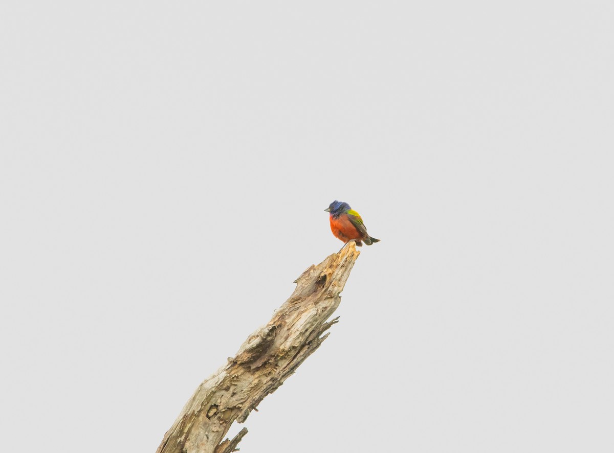 Painted Bunting - ML458632671