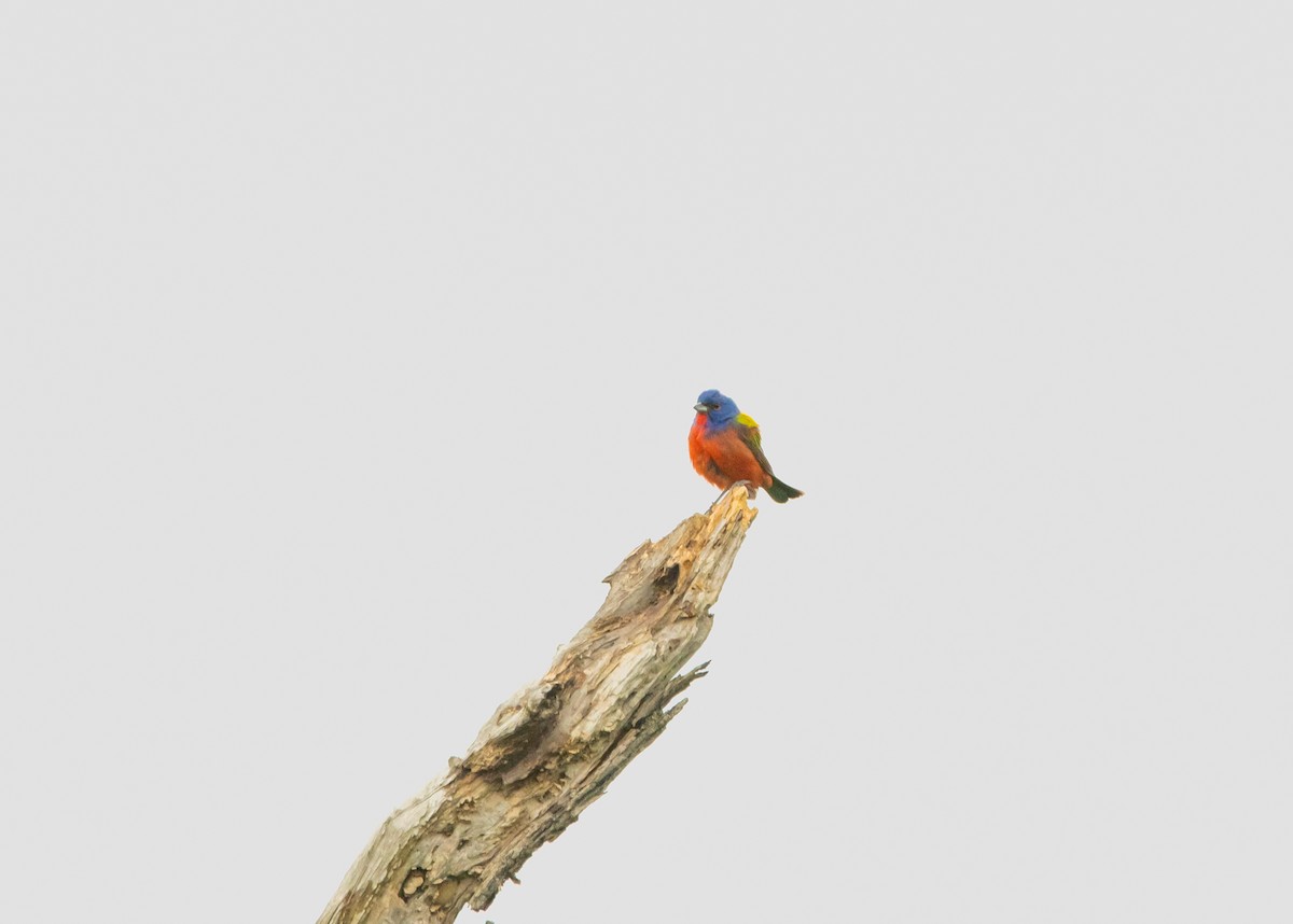 Painted Bunting - ML458632681