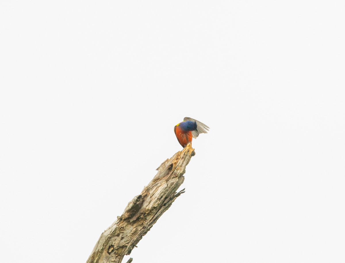 Painted Bunting - ML458632691