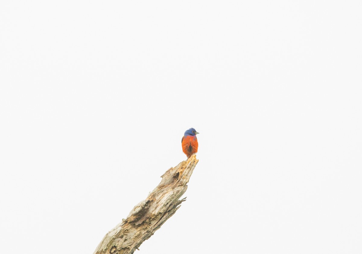 Painted Bunting - ML458632701