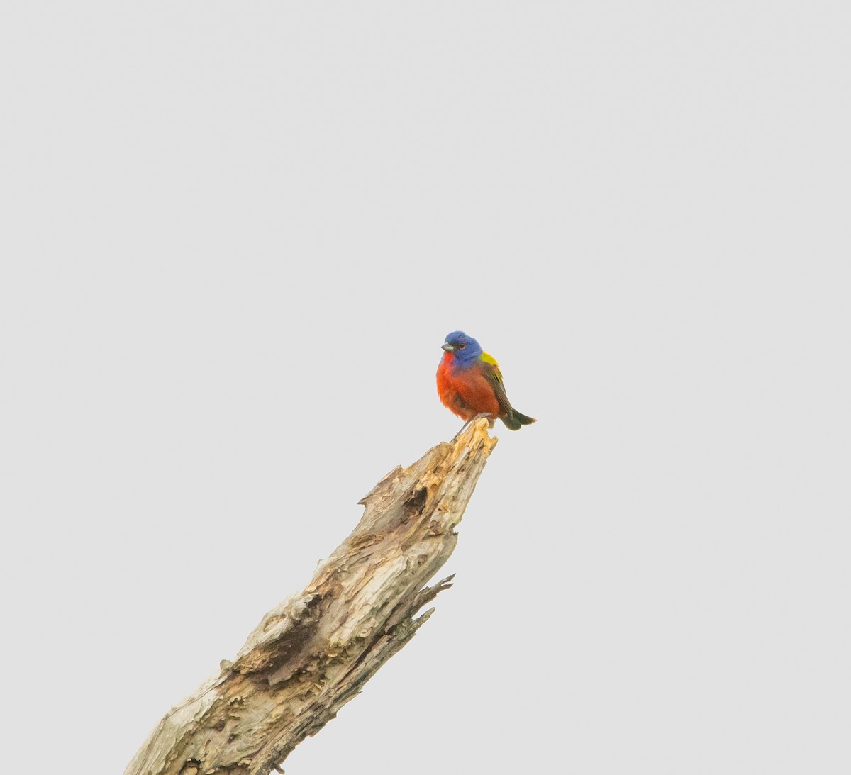 Painted Bunting - ML458632711