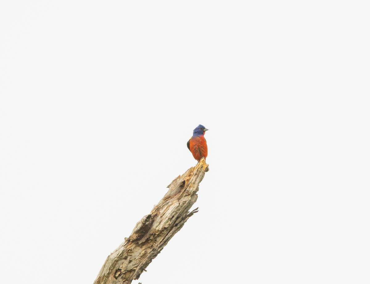 Painted Bunting - ML458632731