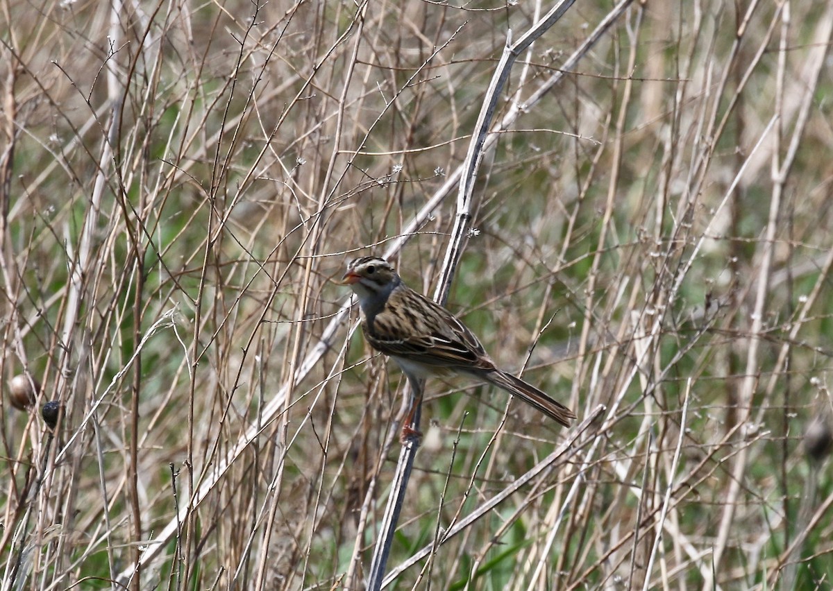 Clay-colored Sparrow - ML458632791