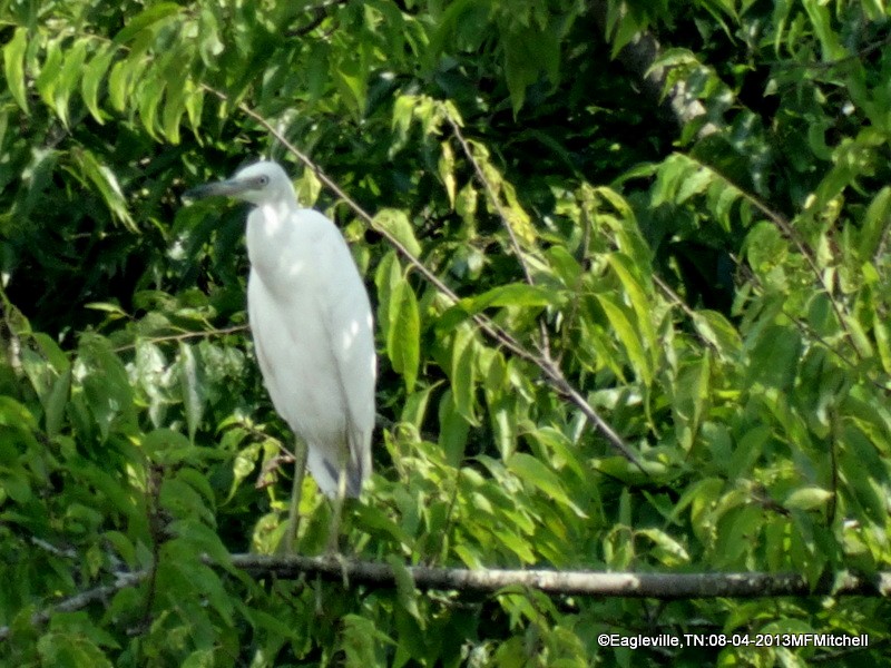 Little Blue Heron - Marnie Mitchell