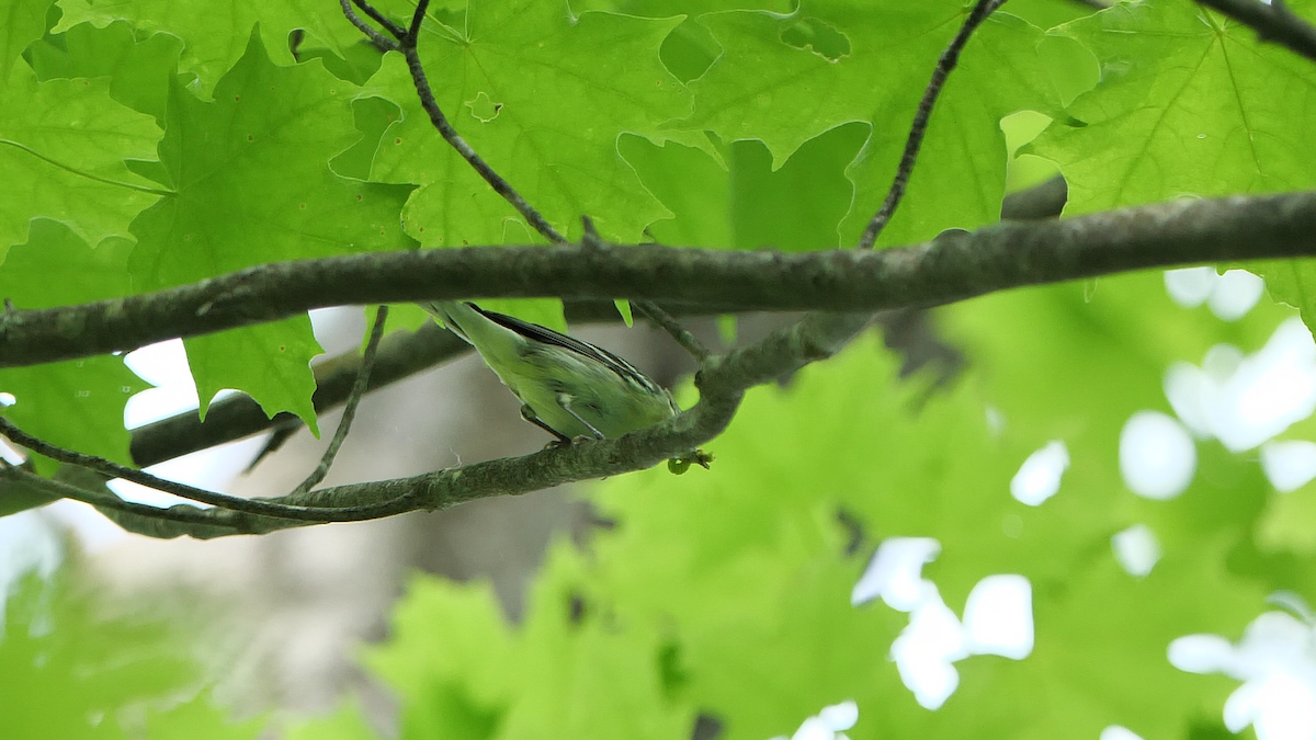 Cerulean Warbler - ML458633061