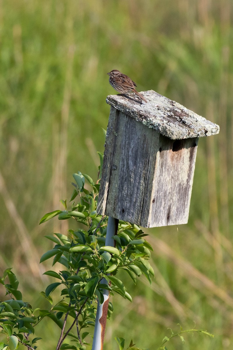 Song Sparrow (melodia/atlantica) - Alex Lamoreaux