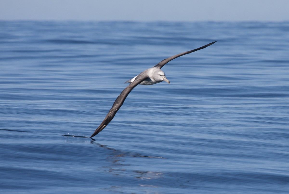 Salvin's Albatross - ML45863401
