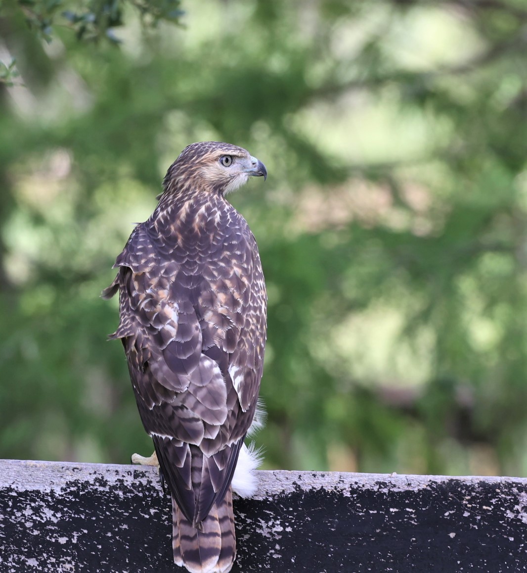 Red-tailed Hawk - ML458634041