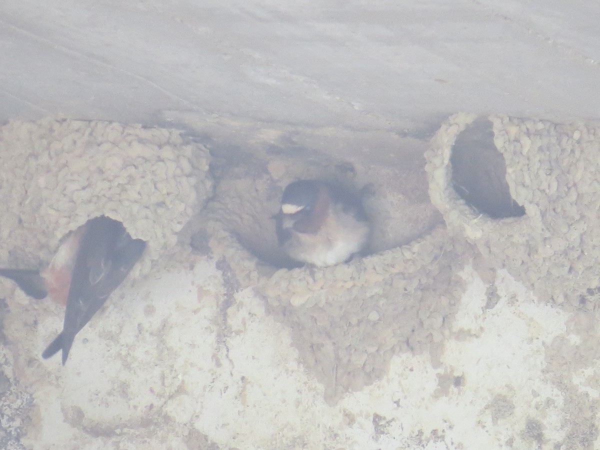 Cliff Swallow - ML458634101