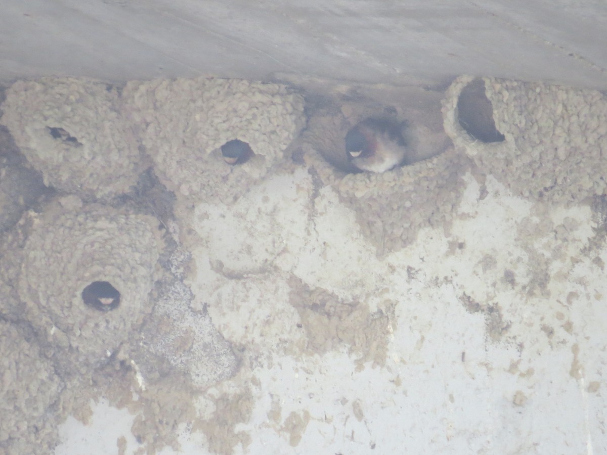 Cliff Swallow - ML458634131