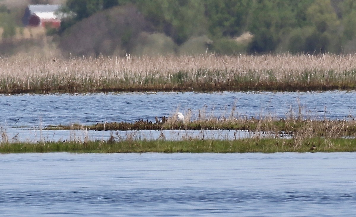 Snowy Egret - ML458634791