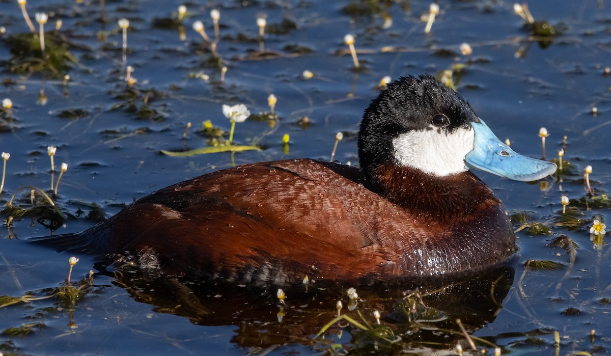 Ruddy Duck - ML458636851