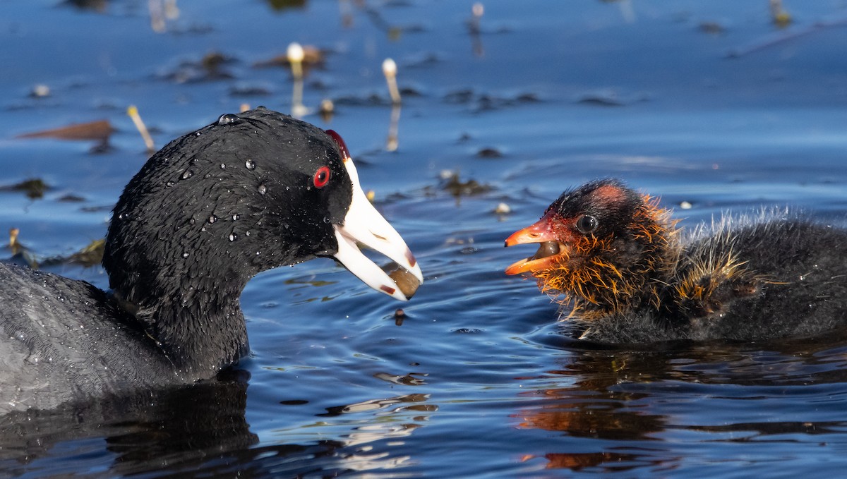 American Coot - ML458637191