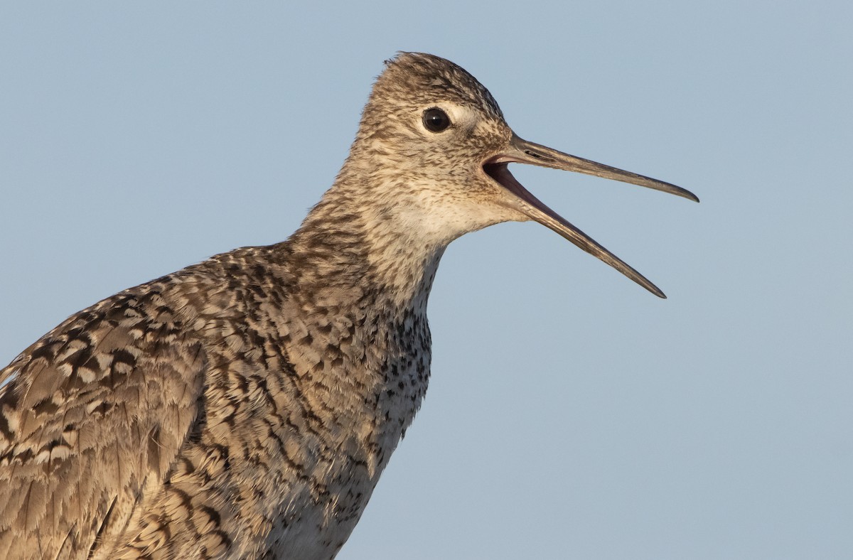 Willet - ML458637531