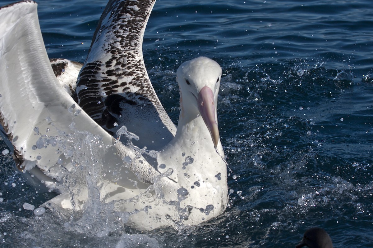 Antipodean Albatross (gibsoni) - ML45863821