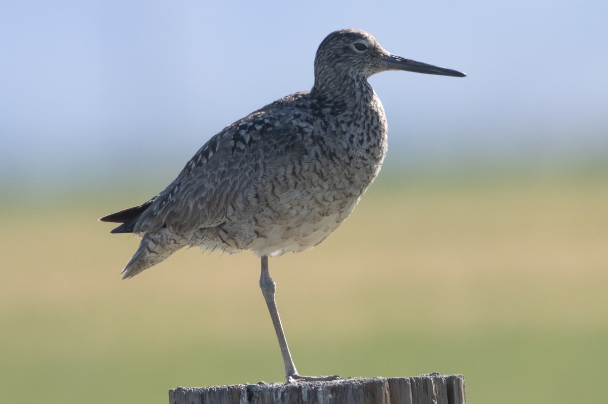 Willet - ML458639291