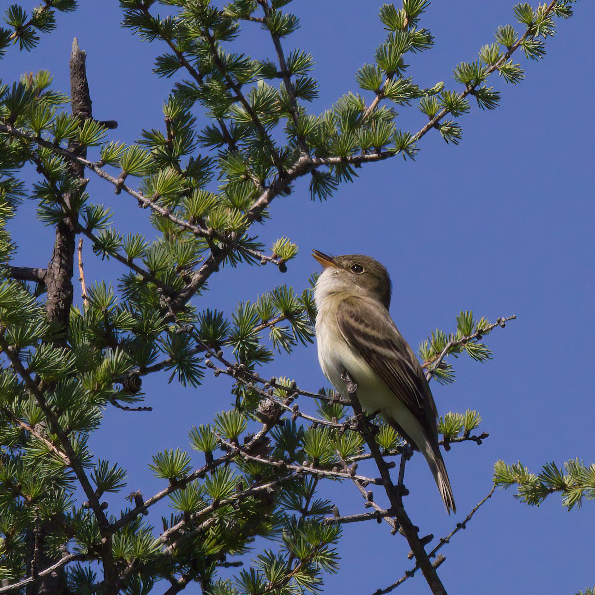 Alder Flycatcher - ML458639501