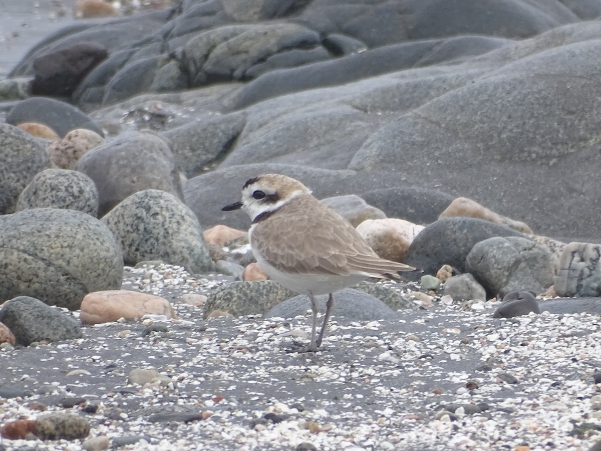 Snowy Plover - Charly Moreno Taucare