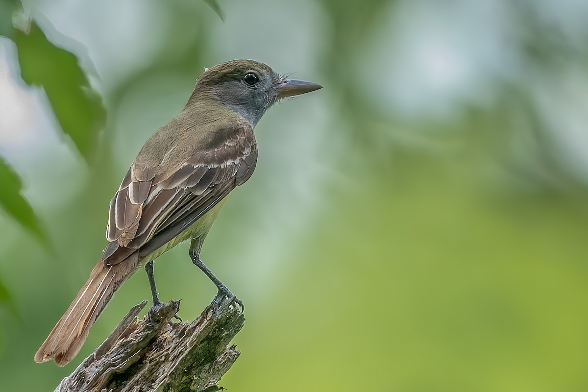 Great Crested Flycatcher - ML458640891