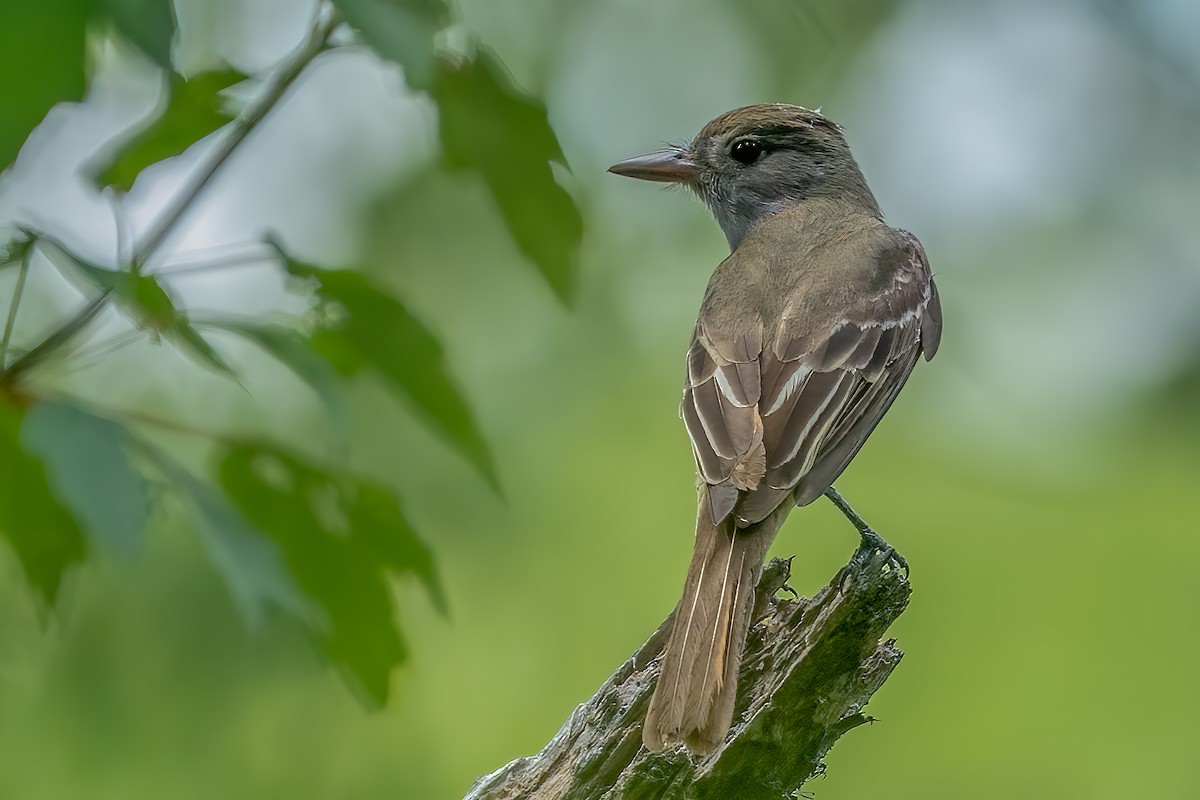 Great Crested Flycatcher - ML458640931