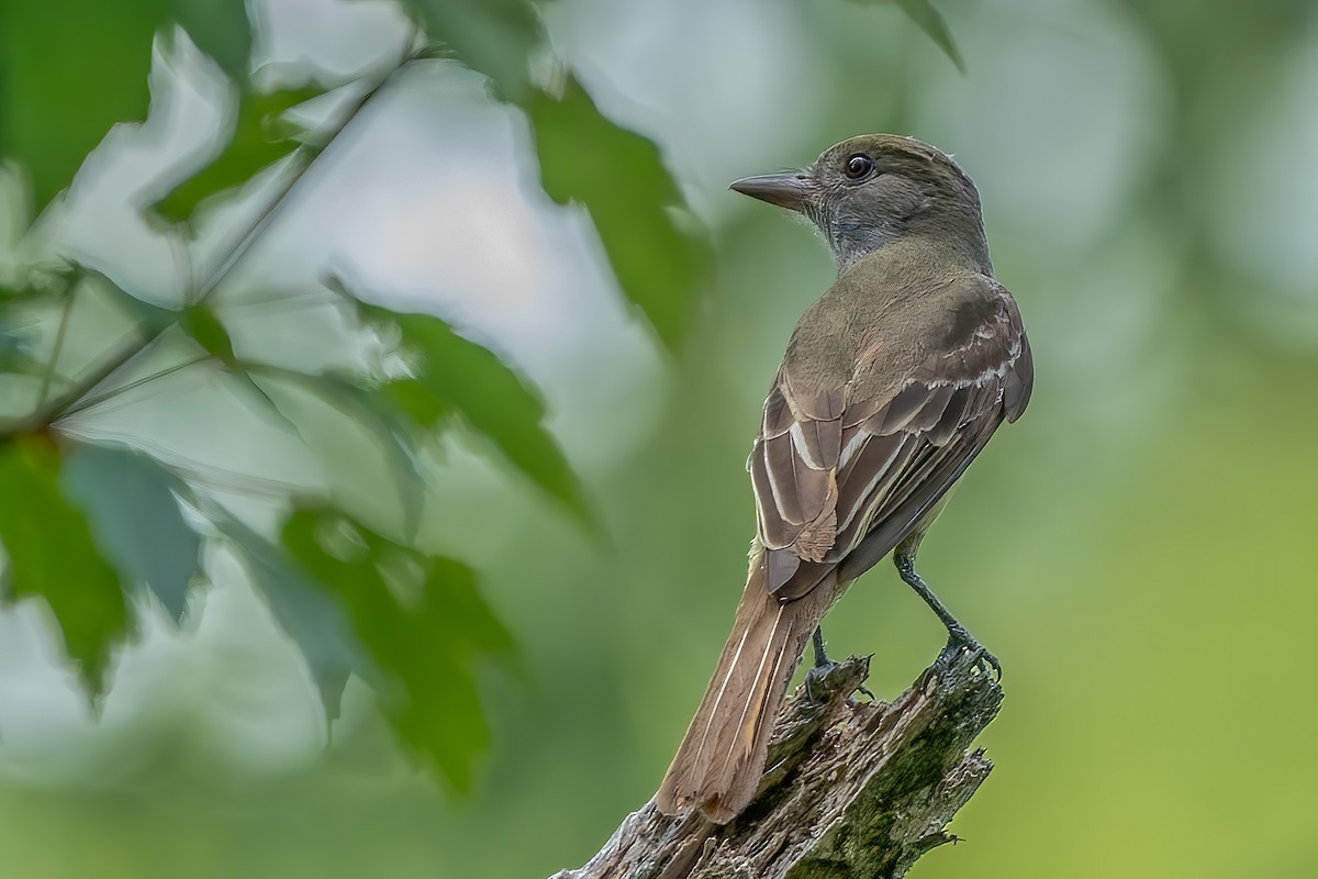 Great Crested Flycatcher - ML458640941