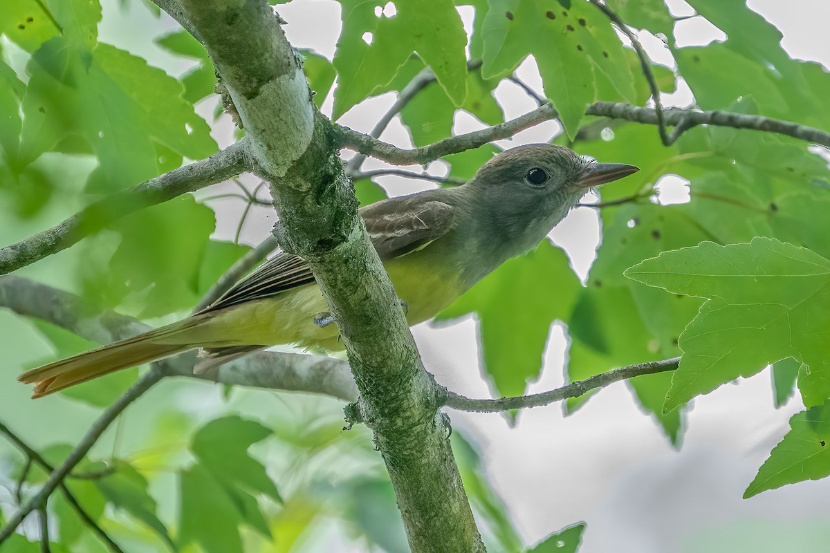 Great Crested Flycatcher - ML458640991