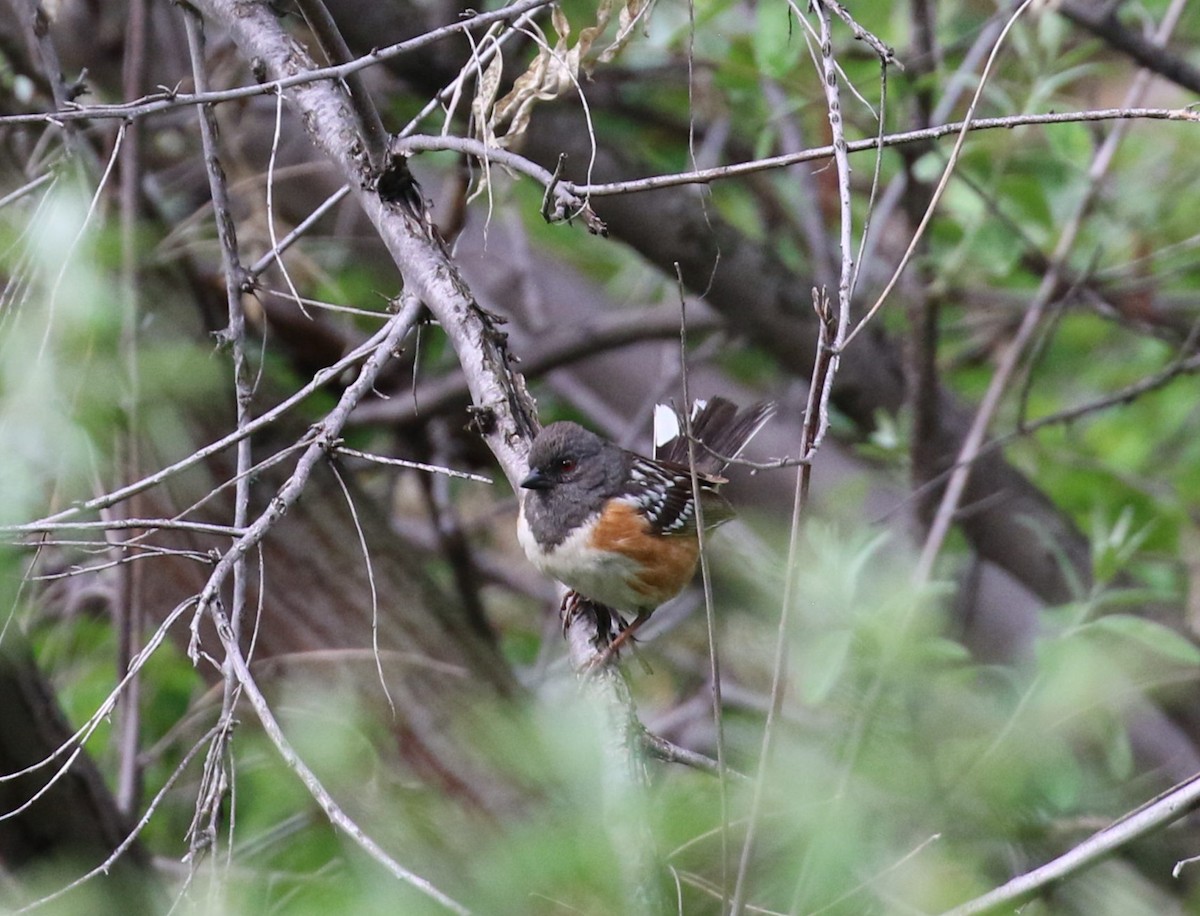 Spotted Towhee - Diane Eubanks