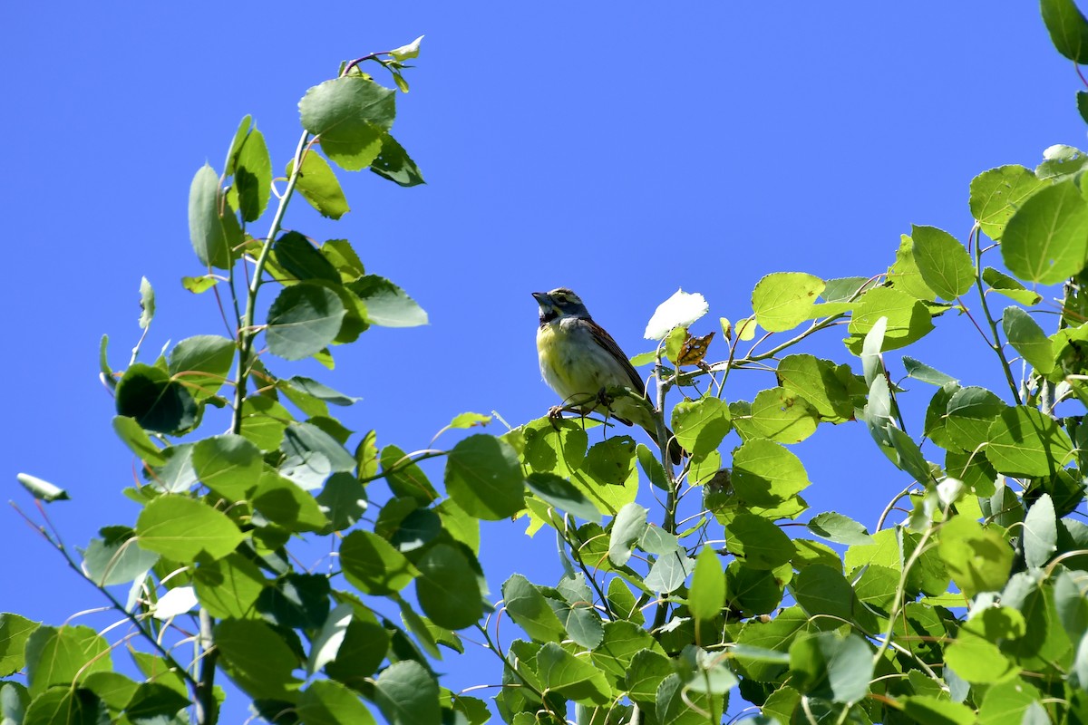 Dickcissel - ML458641691