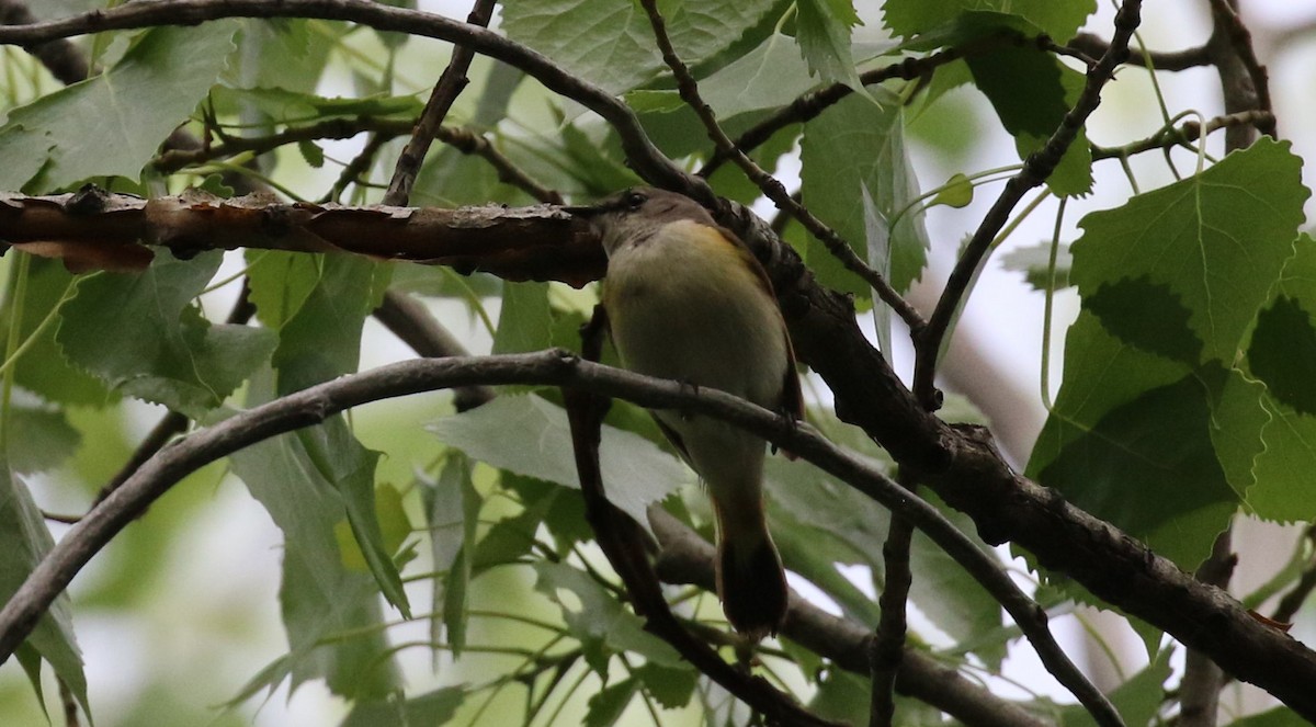 American Redstart - ML458641921