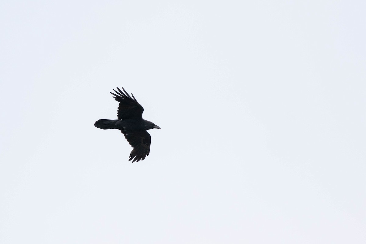 Common Raven - ML458646731