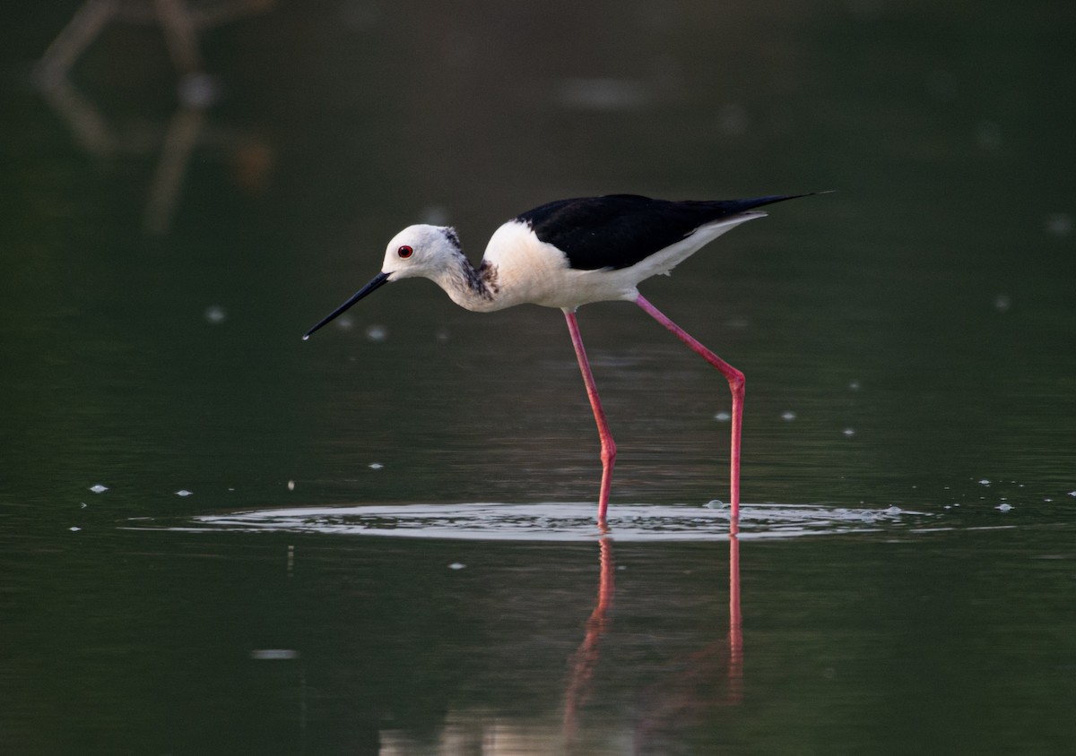 Black-winged Stilt - ML458648301