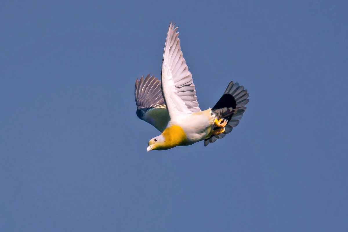 Yellow-footed Green-Pigeon - ML458648341