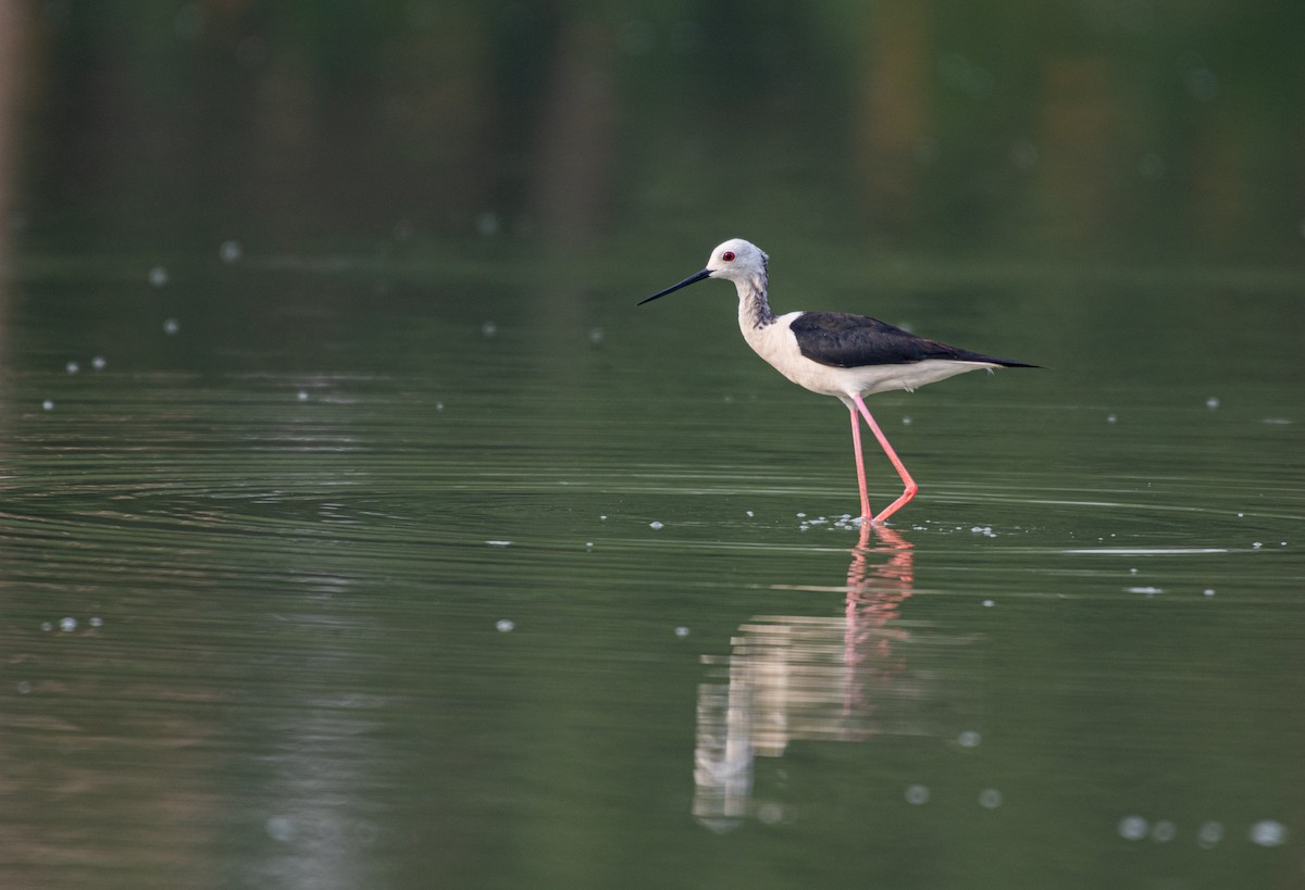 Black-winged Stilt - Vishal Kapur