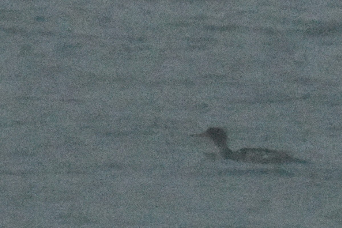 merganser sp. - ML458648831