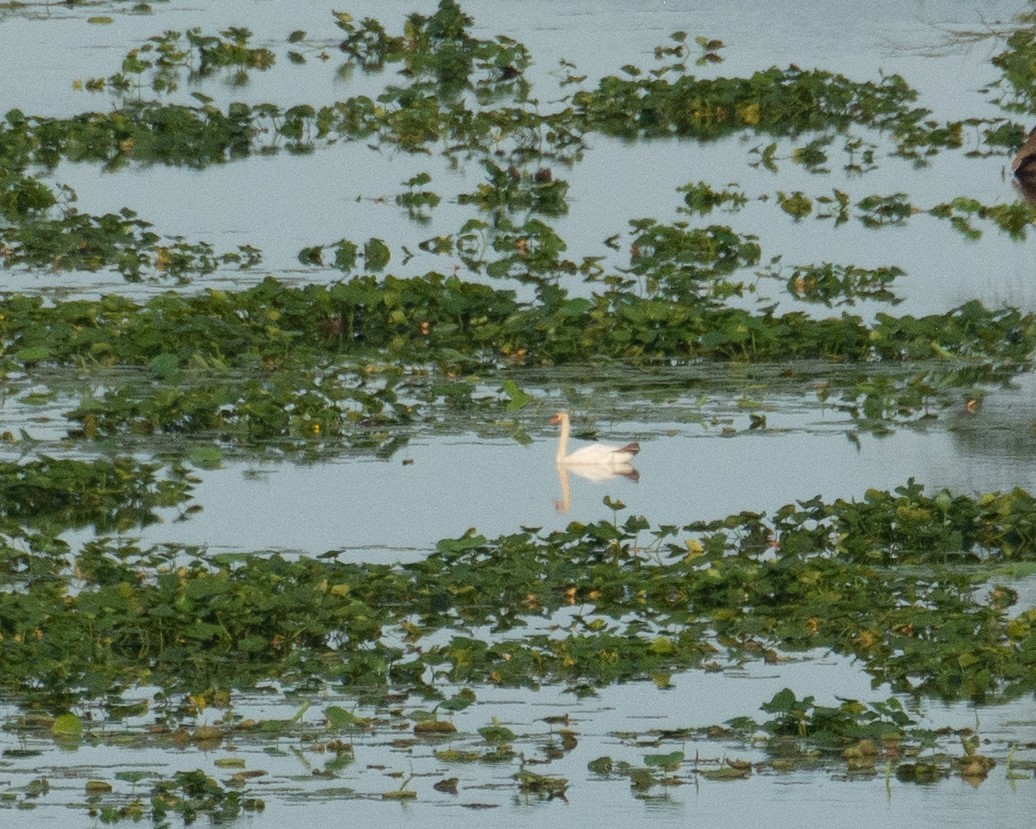 Cygne tuberculé - ML458648981