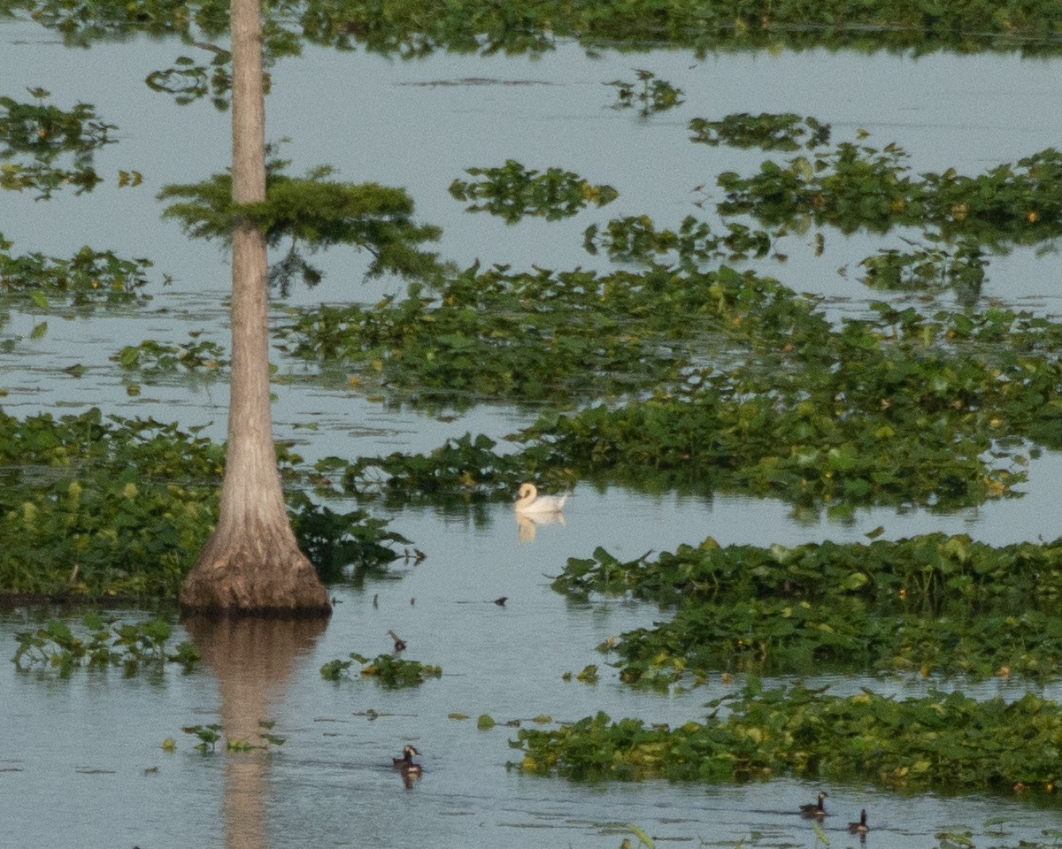 Cygne tuberculé - ML458649011