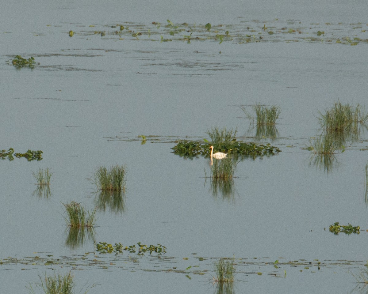 Mute Swan - ML458649021