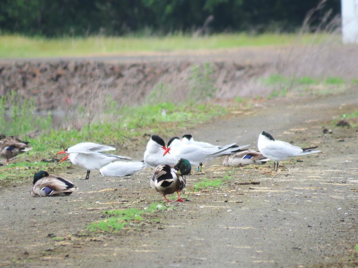 Caspian Tern - ML458650031