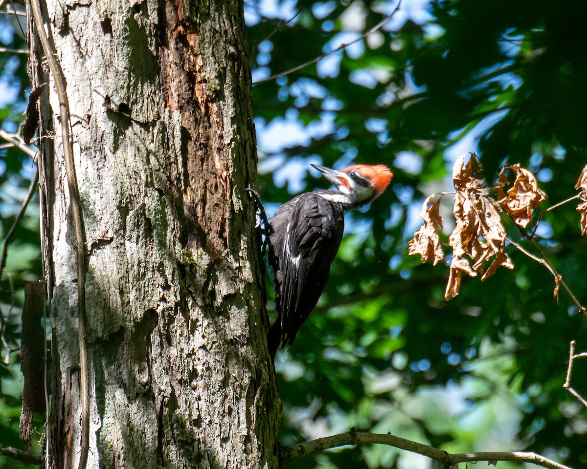 Pileated Woodpecker - Maureen  Ellis