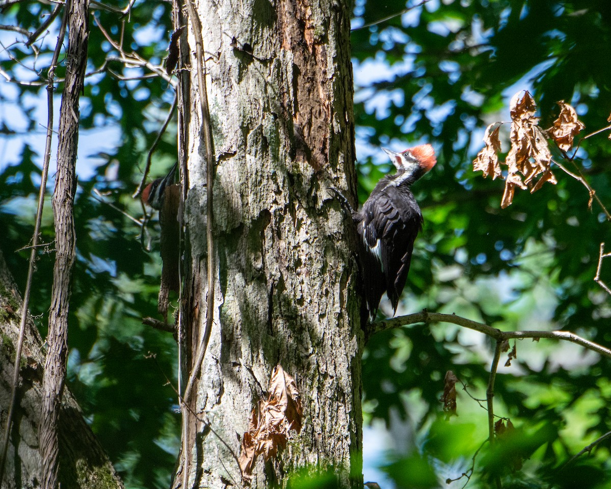 Pileated Woodpecker - ML458650281