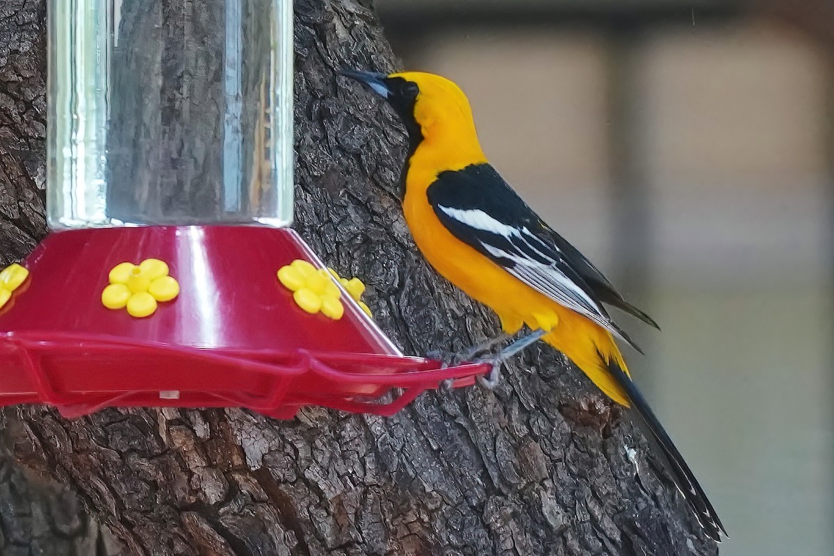 Hooded Oriole - ML458650311