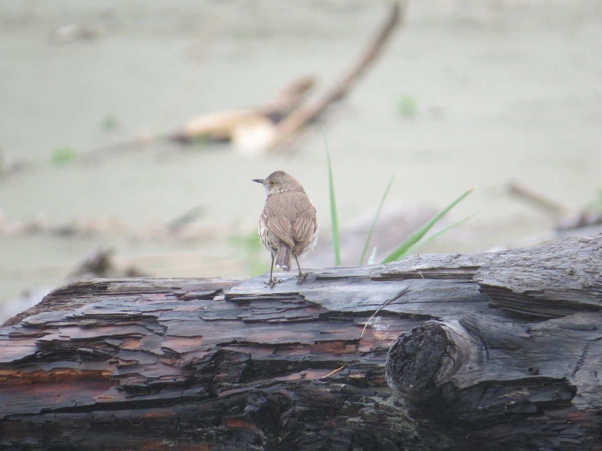 Sage Thrasher - ML458651131