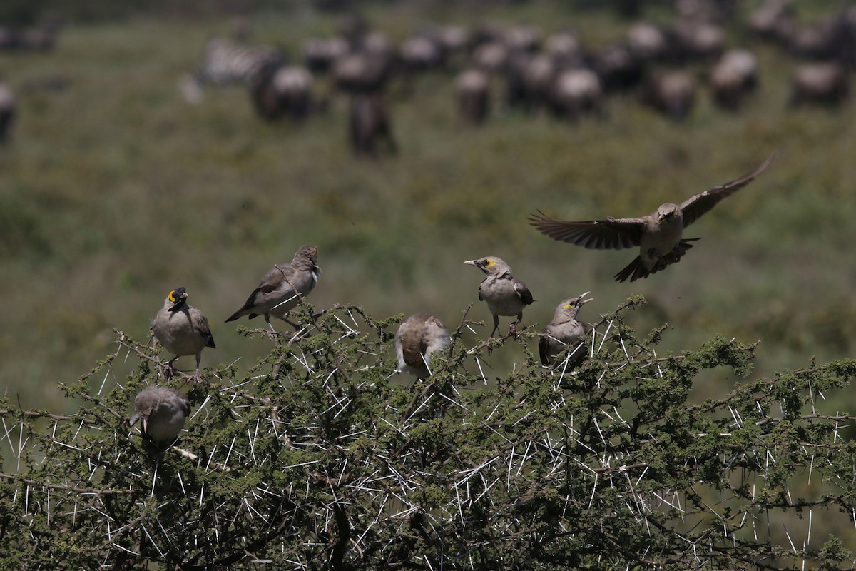 Wattled Starling - ML45865121