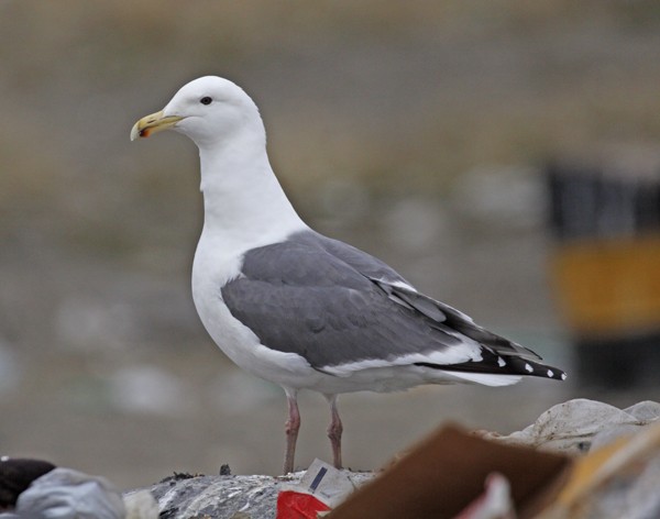 Slaty-backed Gull - Bruce M. Di Labio