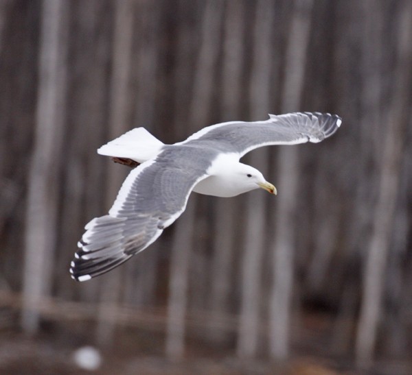 Slaty-backed Gull - Bruce M. Di Labio